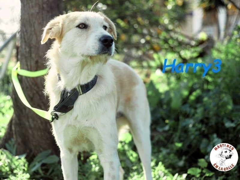 Harry3 07/2022 (ESP) - angenehmer und menschenbezogener Rüde!