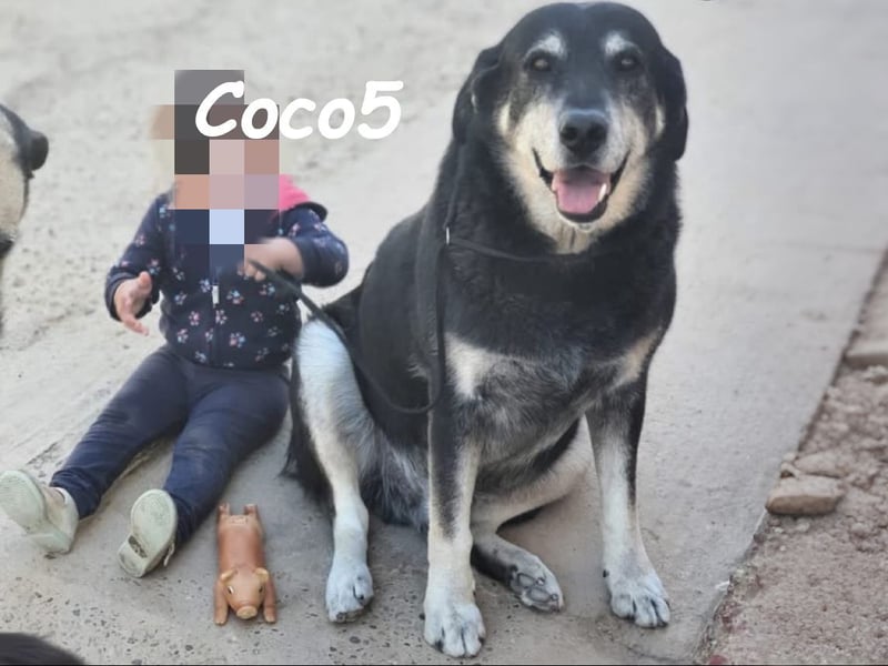 Coco5 geb. 06/2017 (ESP) - ein Engel auf vier Pfoten! Coco5 geb. 06/2017 (ESP) - ein Engel auf vier Pfoten!