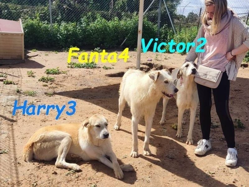Harry3 07/2022 (ESP) - angenehmer und menschenbezogener Rüde!
