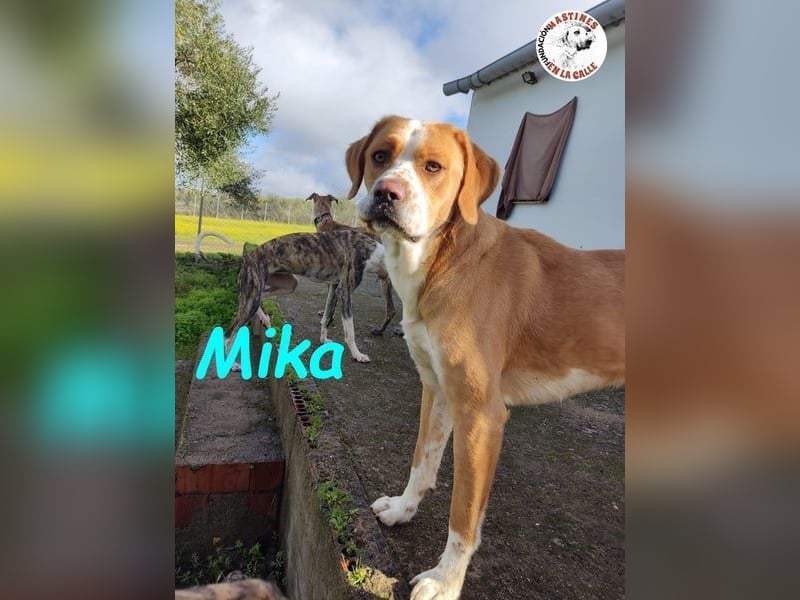 Mika geb. 11/2024 (ESP) - lebensfroher, sportlicher und lernwilliger Junghund!
