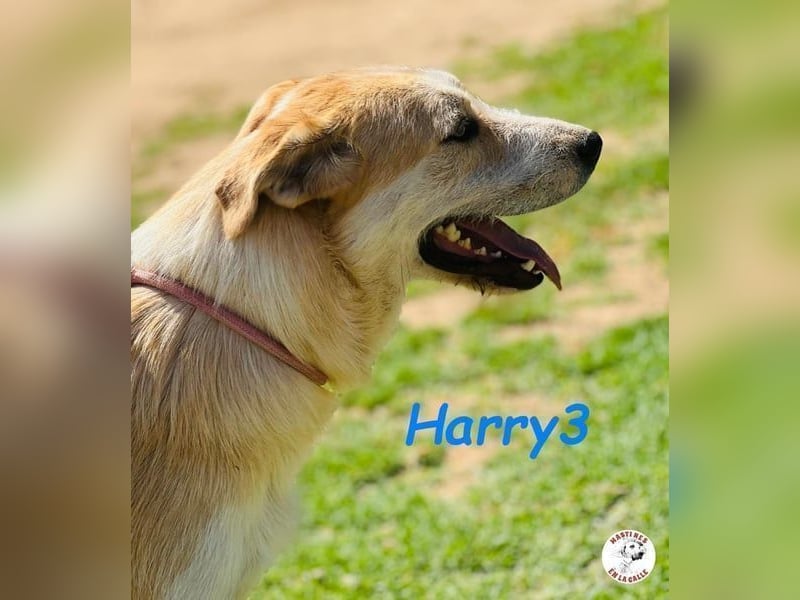 Harry3 07/2022 (ESP) - angenehmer und menschenbezogener Rüde!