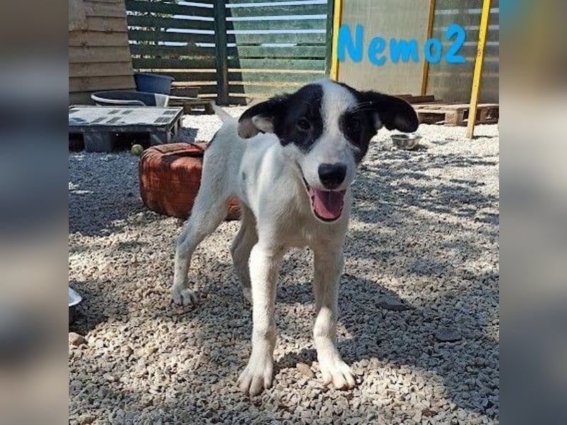 Nemo2 03/2023 (GRC) - ruhiger, ausgeglichener und verträglicher Rüde!