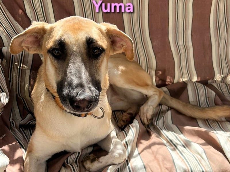 Yuma geb. 04/2023 (ESP) - verschmuste Hündin sucht Zuhause!