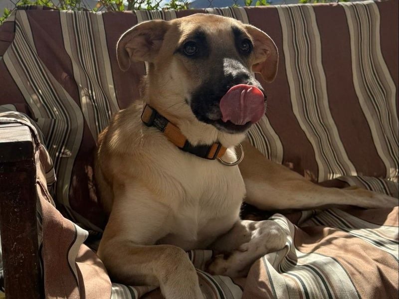 Yuma geb. 04/2023 (ESP) - verschmuste Hündin sucht Zuhause!