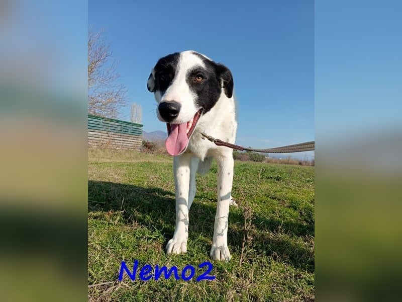 Nemo2 03/2023 (GRC) - ruhiger, ausgeglichener und verträglicher Rüde!