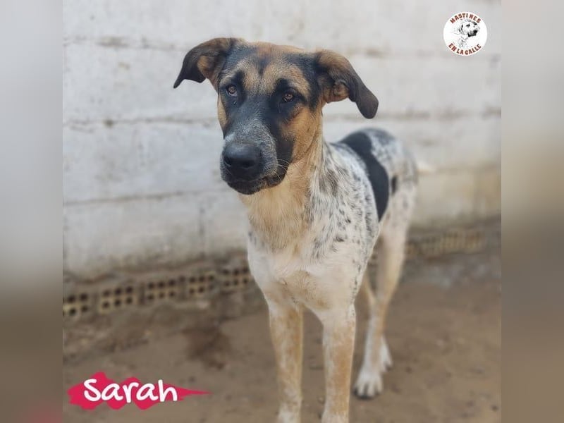 Sarah geb. 12/2023 (ESP) - aufgeschlossene, anhängliche und lustige Junghündin!