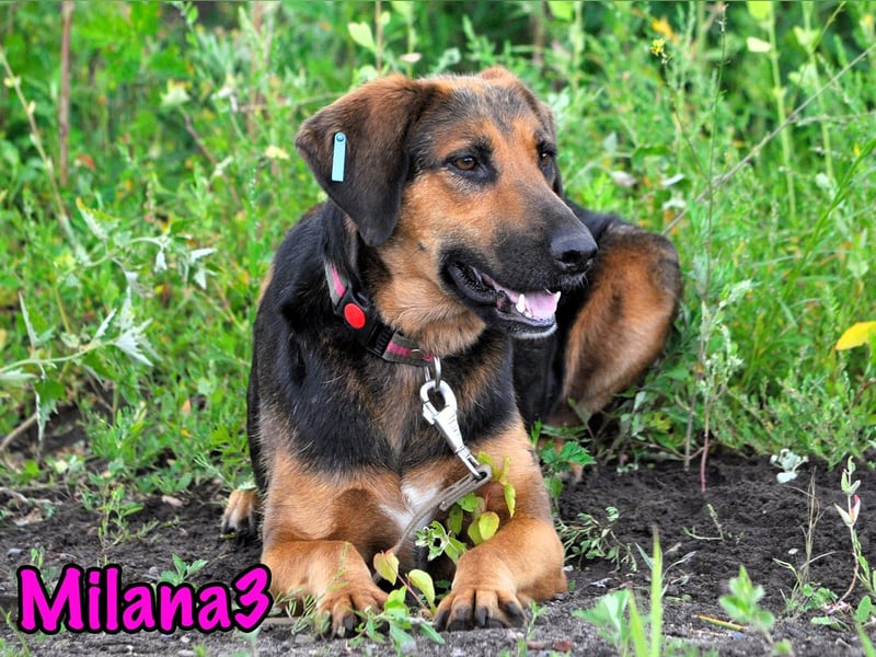 Milana3 geb. 01/2022 - menschenbezogene, freundliche und sanfte Schönheit!