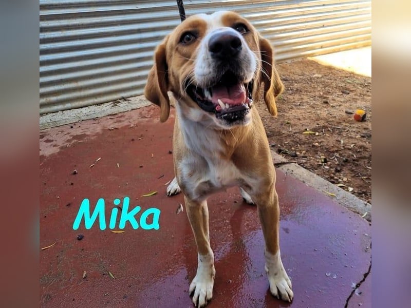 Mika geb. 11/2024 (ESP) - lebensfroher, sportlicher und lernwilliger Junghund!