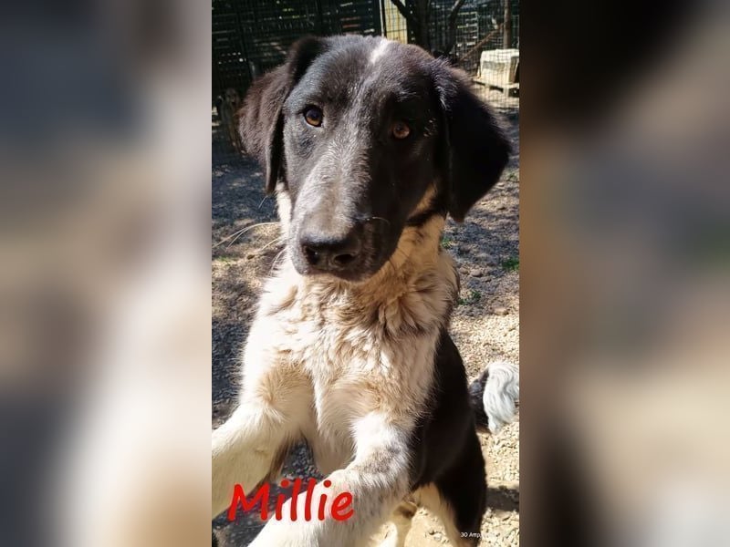 Millie geb. 09/2024 (GRC) - sanfte, verschmuste und verspielte Junghündin!