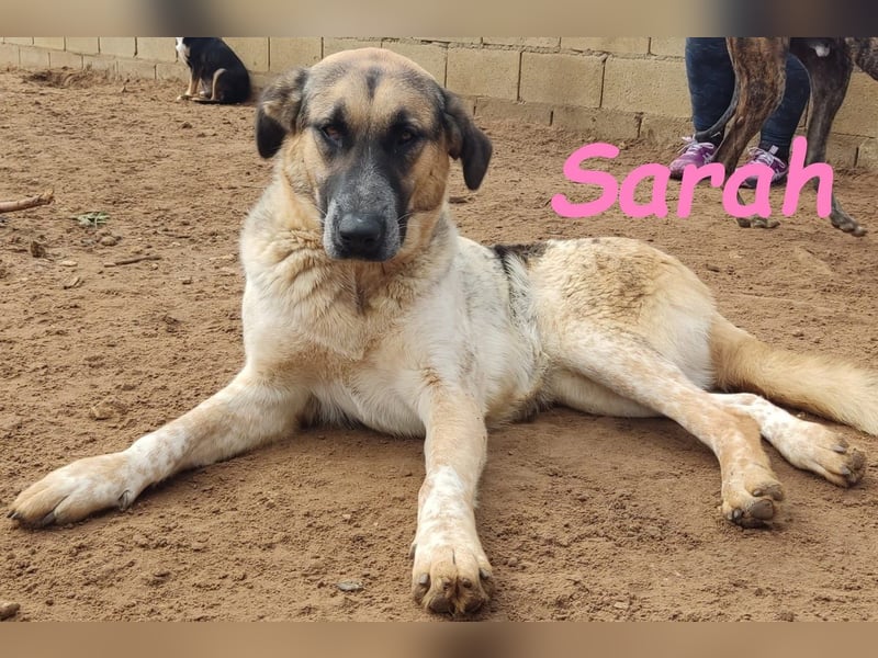 Sarah geb. 12/2023 (ESP) - aufgeschlossene, anhängliche und lustige Junghündin!