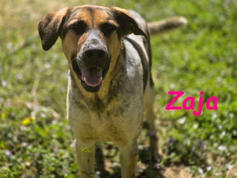 Zaja geb. 12/2023 (ESP) - aufgeschlossene, fröhliche und anhängliche Junghündin!