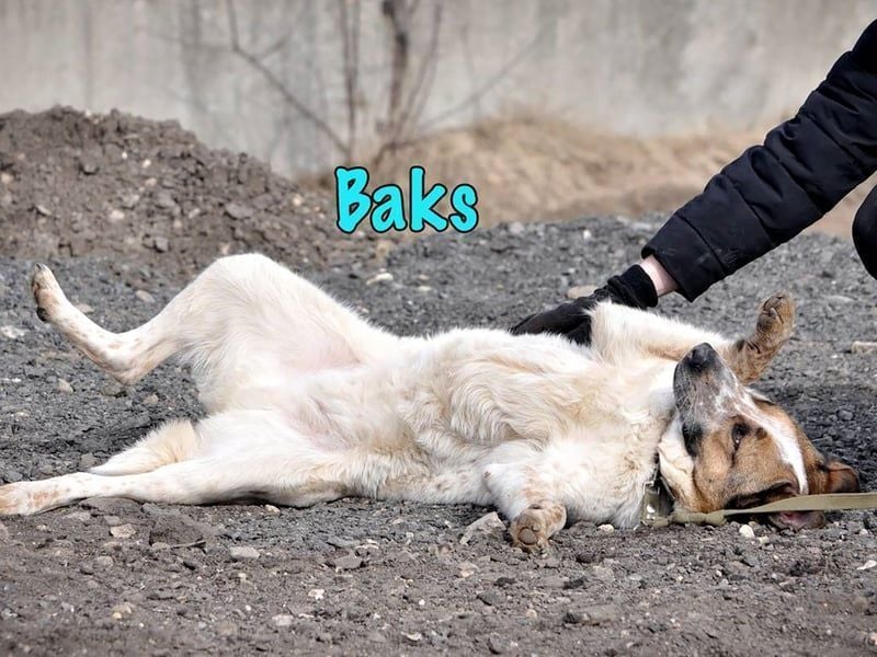 Baks geb. 11/2021 - ein ausgeglichener und sanftmütiger, ganz besonderer, wunderschöner Rüde!