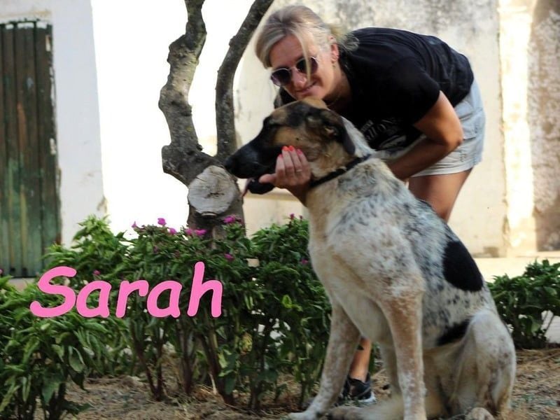 Sarah geb. 12/2023 (ESP) - aufgeschlossene, anhängliche und lustige Junghündin!