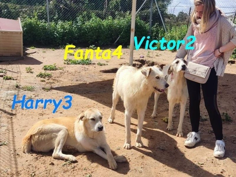 Harry3 07/2022 (ESP) - angenehmer und menschenbezogener Rüde!
