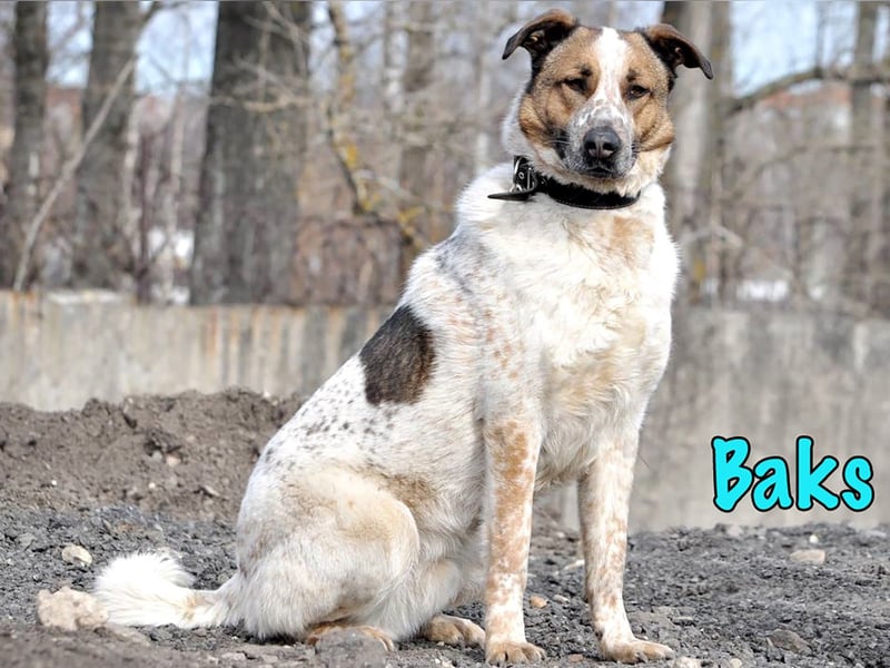 Baks geb. 11/2021 - ein ausgeglichener und sanftmütiger, ganz besonderer, wunderschöner Rüde!