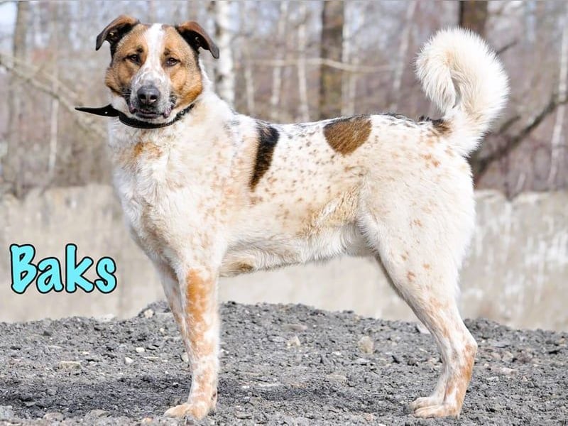 Baks geb. 11/2021 - ein ausgeglichener und sanftmütiger, ganz besonderer, wunderschöner Rüde!