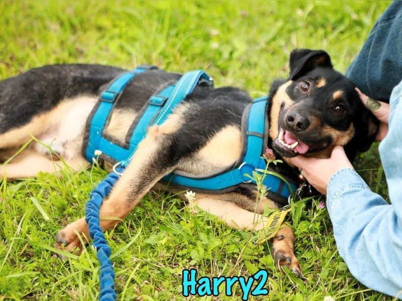 Harry2 geb. 12/2021 - ein Engel auf 4 Pfoten!