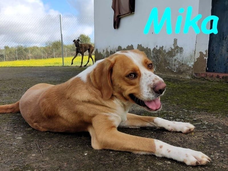 Mika geb. 11/2024 (ESP) - lebensfroher, sportlicher und lernwilliger Junghund!