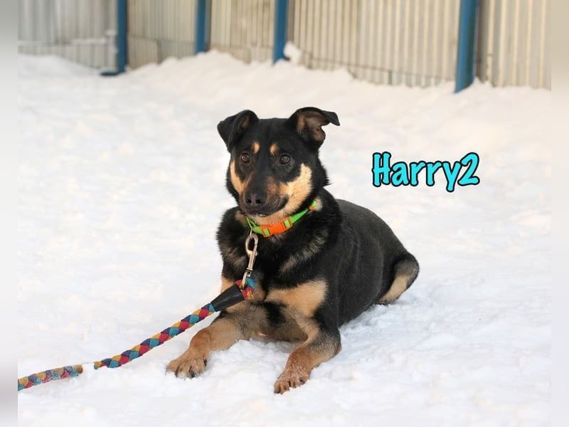 Harry2 geb. 12/2021 - ein Engel auf 4 Pfoten!