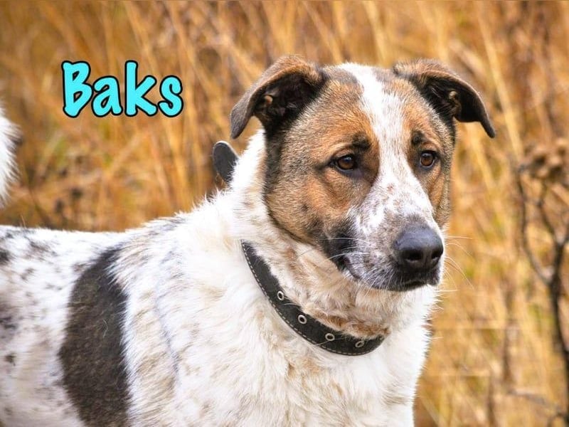 Baks geb. 11/2021 - ein ausgeglichener und sanftmütiger, ganz besonderer, wunderschöner Rüde!