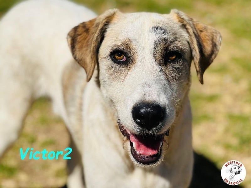Victor2 geb. 03/2022 (ESP) - ausgeglichener, kinderlieber und sozialer Rüde! Victor2 geb. 03/2022 (ESP) - ausgeglichener, kinderlieber und sozialer Rüde!
