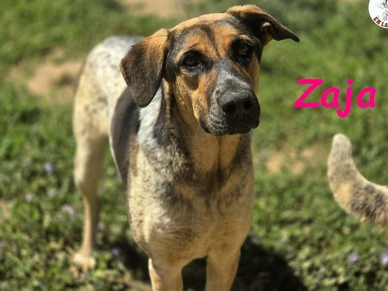 Zaja geb. 12/2023 (ESP) - aufgeschlossene, fröhliche und anhängliche Junghündin!