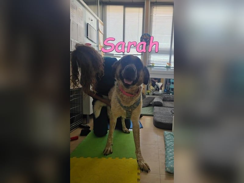 Sarah geb. 12/2023 (ESP) - aufgeschlossene, anhängliche und lustige Junghündin!