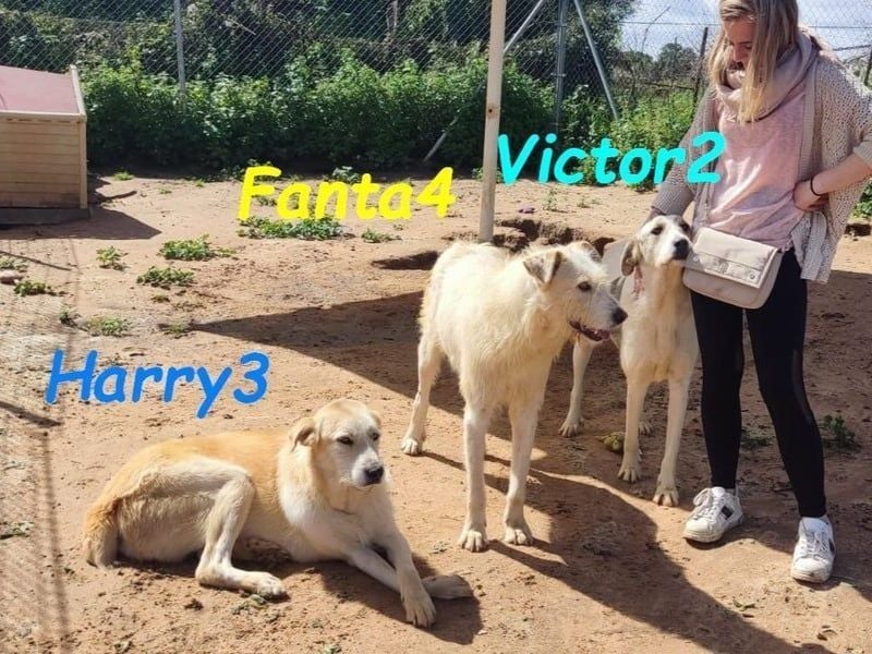 Victor2 geb. 03/2022 (ESP) - ausgeglichener, kinderlieber und sozialer Rüde! Victor2 geb. 03/2022 (ESP) - ausgeglichener, kinderlieber und sozialer Rüde!