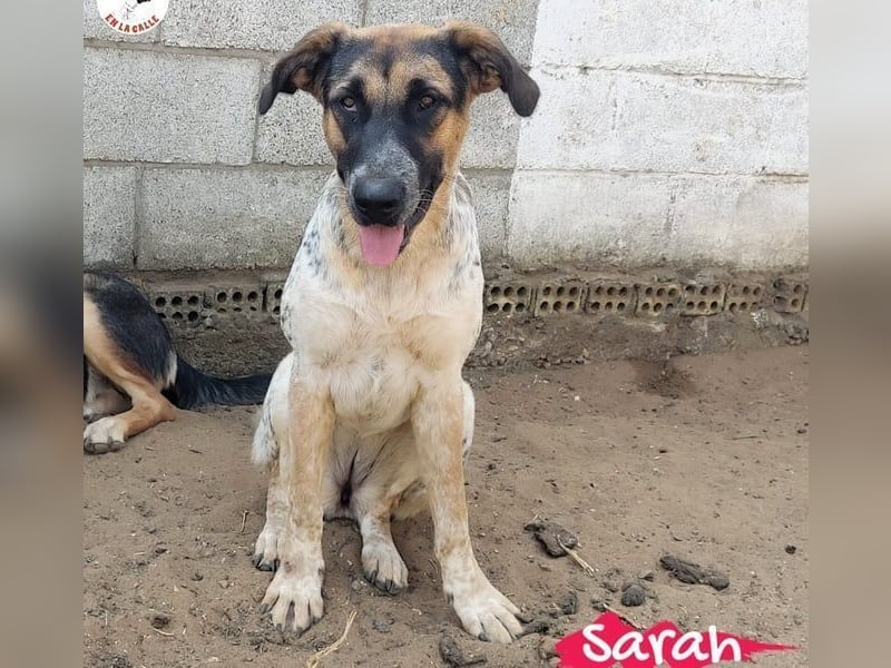 Sarah geb. 12/2023 (ESP) - aufgeschlossene, anhängliche und lustige Junghündin!