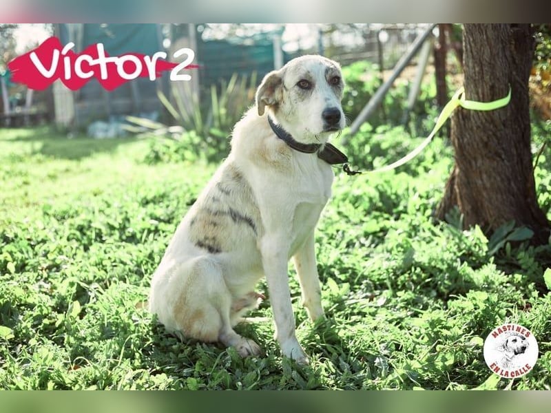 Victor2 geb. 03/2022 (ESP) - ausgeglichener, kinderlieber und sozialer Rüde!