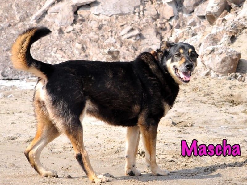 Mascha geb. 11/2016 - genügsame, brave und unglaublich verschmuste Hündin!
