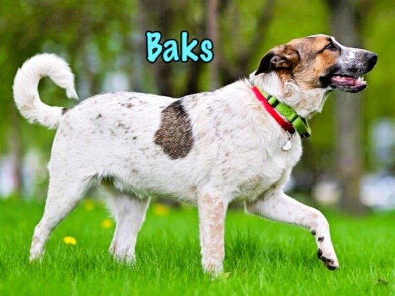 Baks geb. 11/2021 - ein ausgeglichener und sanftmütiger, ganz besonderer, wunderschöner Rüde!