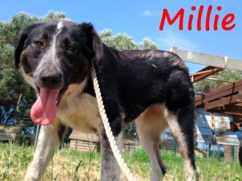 Millie geb. 09/2024 (GRC) - sanfte, verschmuste und verspielte Junghündin!