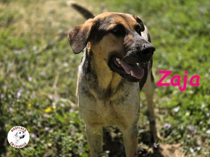 Zaja geb. 12/2023 (ESP) - aufgeschlossene, fröhliche und anhängliche Junghündin!