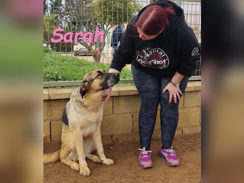 Sarah geb. 12/2023 (ESP) - aufgeschlossene, anhängliche und lustige Junghündin!