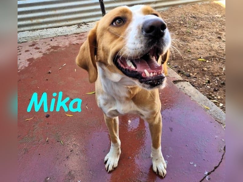 Mika geb. 11/2024 (ESP) - lebensfroher, sportlicher und lernwilliger Junghund!