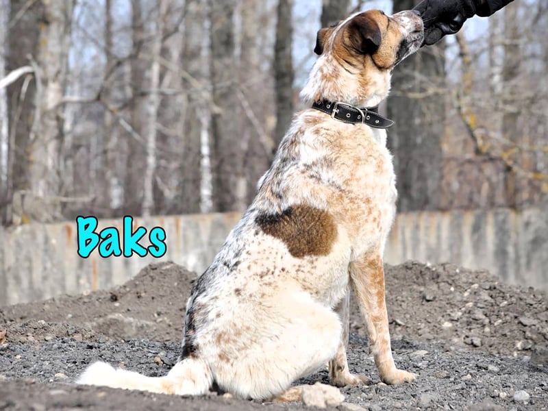 Baks geb. 11/2021 - ein ausgeglichener und sanftmütiger, ganz besonderer, wunderschöner Rüde!