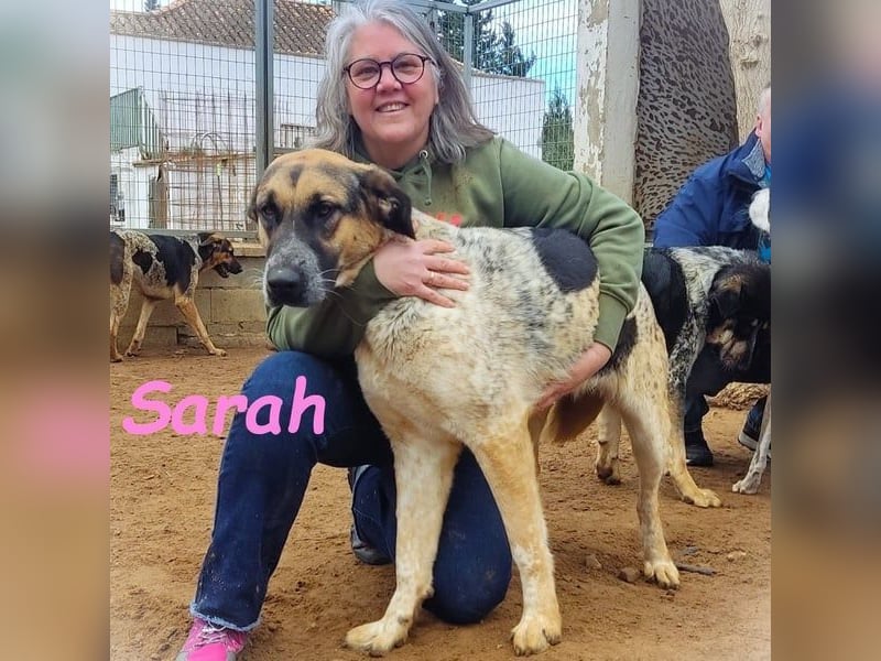 Sarah geb. 12/2023 (ESP) - aufgeschlossene, anhängliche und lustige Junghündin!