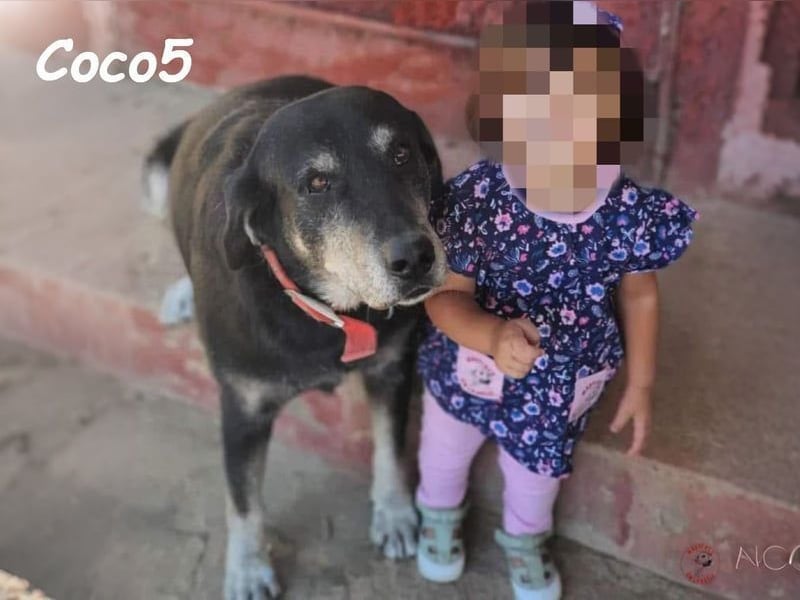 Coco5 geb. 06/2017 (ESP) - ein Engel auf vier Pfoten!