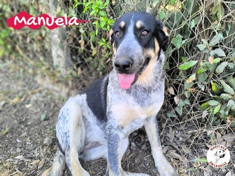 Manuela geb. 12/2023 (ESP) - harmonische, gutmütige und lustige Junghündin!