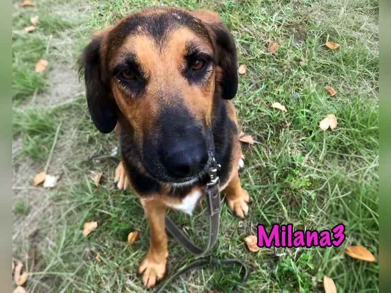 Milana3 geb. 01/2022 - menschenbezogene, freundliche und sanfte Schönheit!