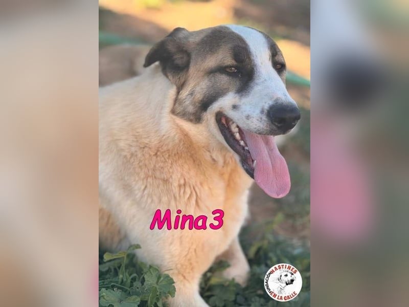 Mina3 geb. 12/2024 (ESP) - sanfte, verspielte und liebevolle Junghündin!