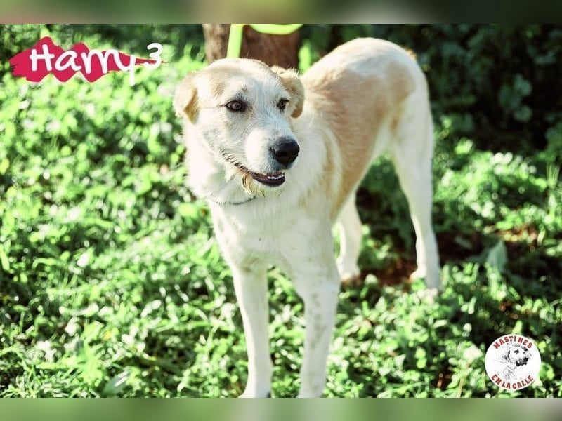 Harry3 07/2022 (ESP) - angenehmer und menschenbezogener Rüde!