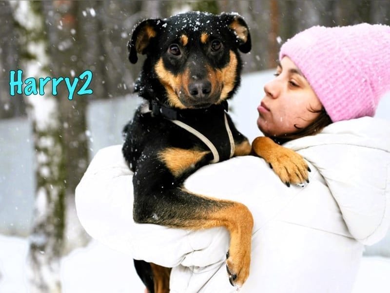 Harry2 geb. 12/2021 - ein Engel auf 4 Pfoten!