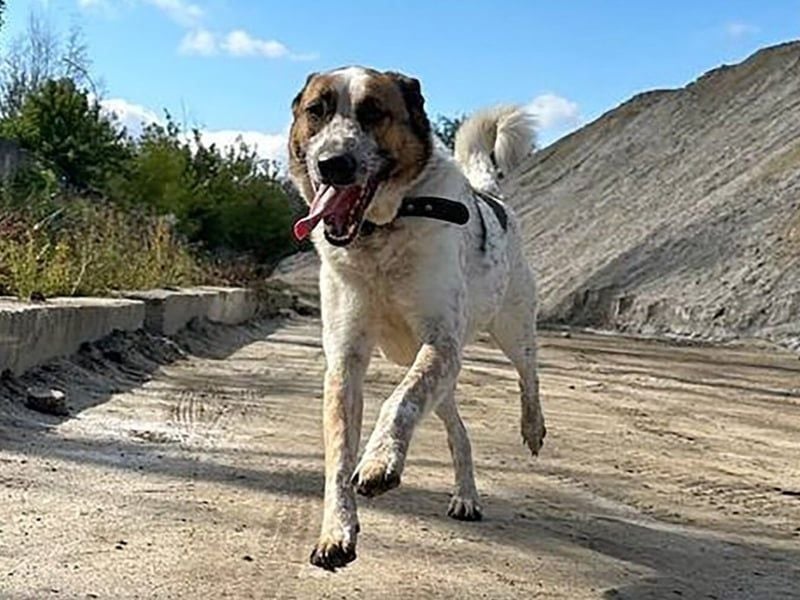 Baks geb. 11/2021 - ein ausgeglichener und sanftmütiger, ganz besonderer, wunderschöner Rüde!