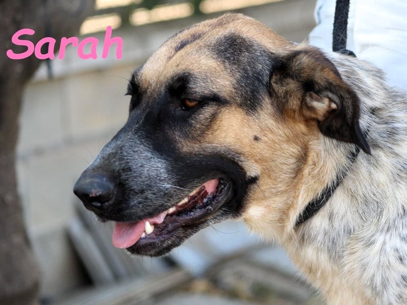 Sarah geb. 12/2023 (ESP) - aufgeschlossene, anhängliche und lustige Junghündin!
