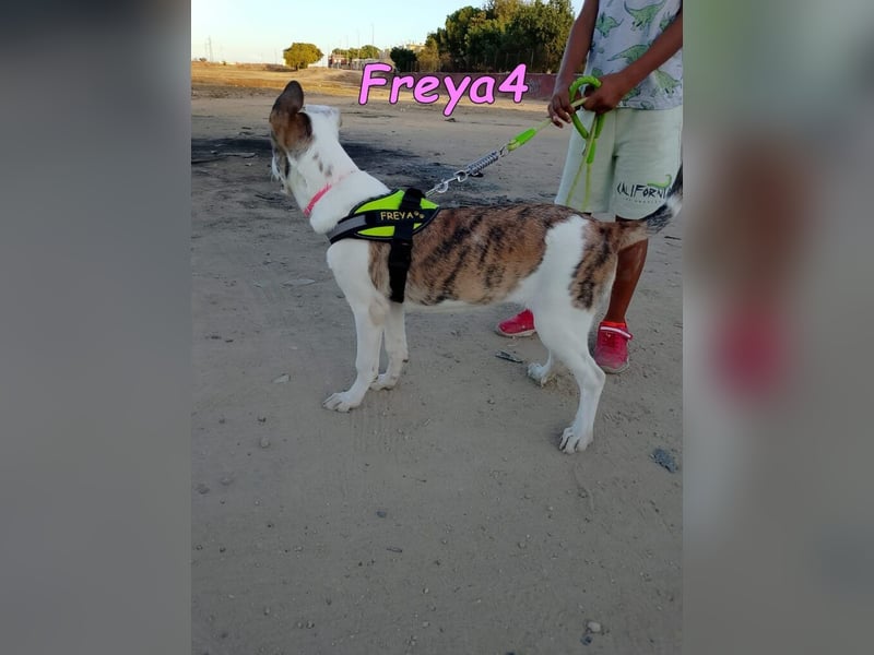 Freya4 geb. 05/2025 (ESP) - liebevolle, gesellige und verspielte Galgo-Mix Welpin sucht ein Zuhause!
