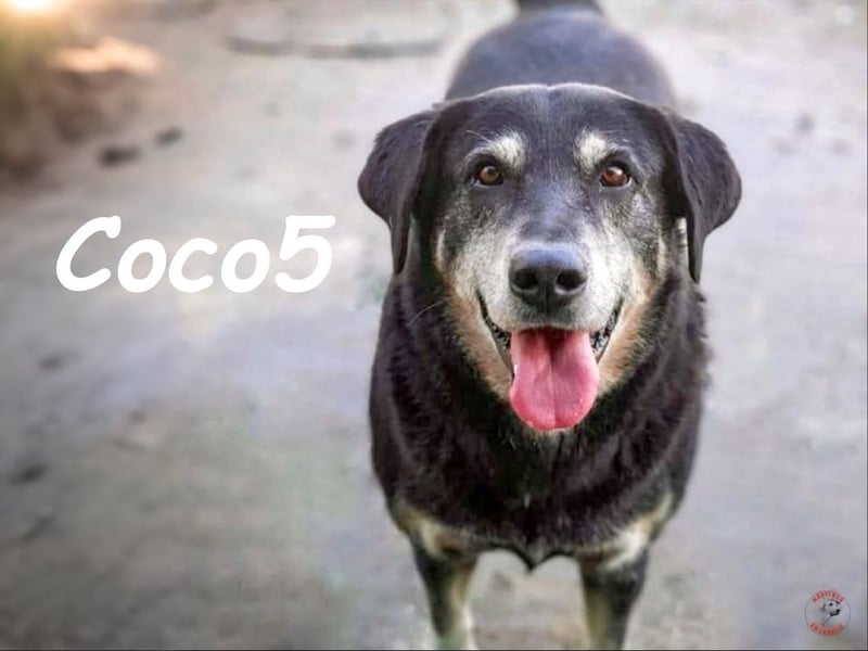 Coco5 geb. 06/2017 (ESP) - ein Engel auf vier Pfoten! Coco5 geb. 06/2017 (ESP) - ein Engel auf vier Pfoten!
