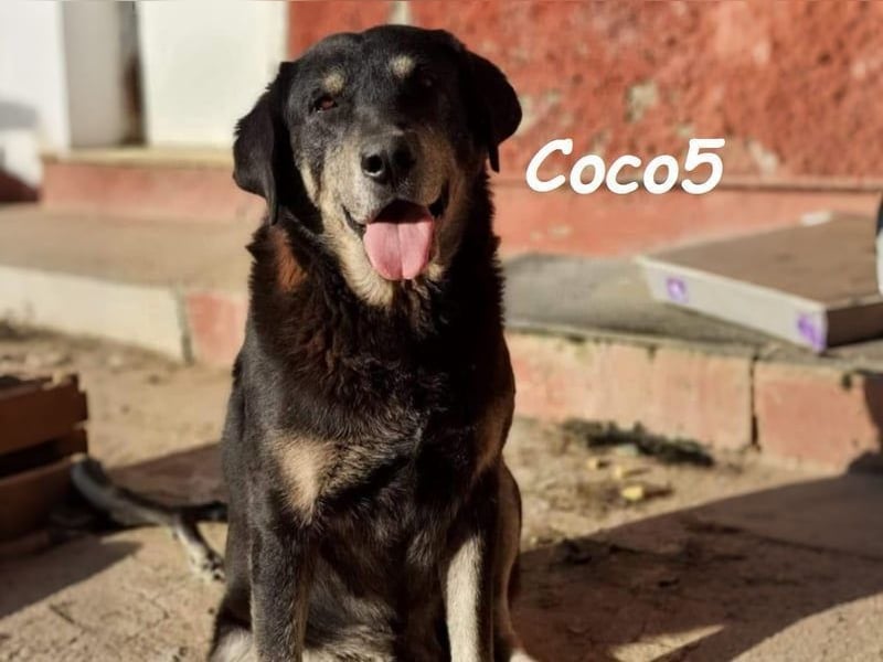 Coco5 geb. 06/2017 (ESP) - ein Engel auf vier Pfoten!