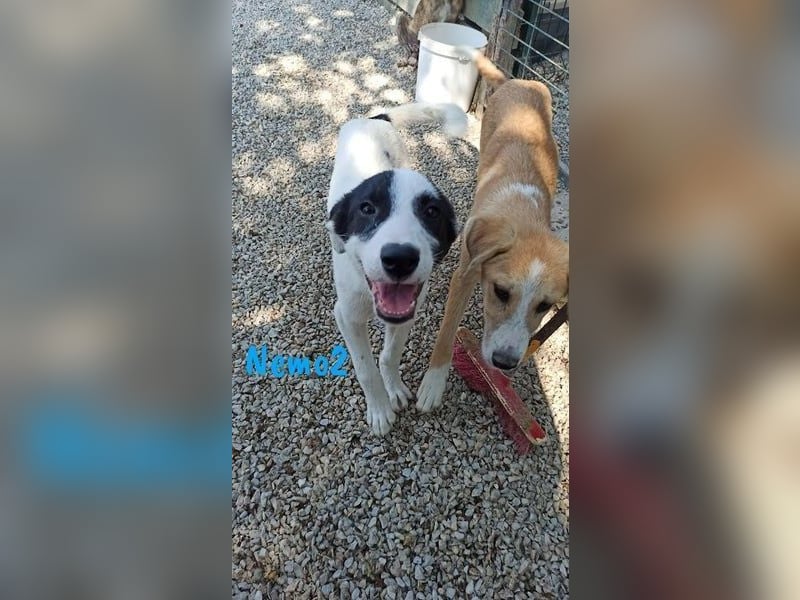 Nemo2 03/2023 (GRC) - ruhiger, ausgeglichener und verträglicher Rüde!